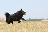 SCHIPPERKE 153